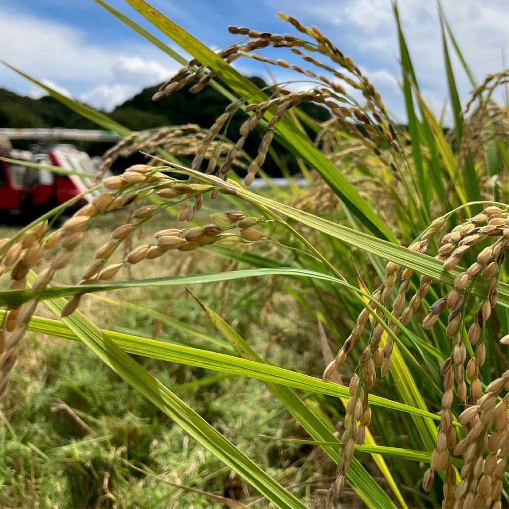 Yamagata-grown Yukiwakemaru rice harvested in Reiwa 7 has arrived.