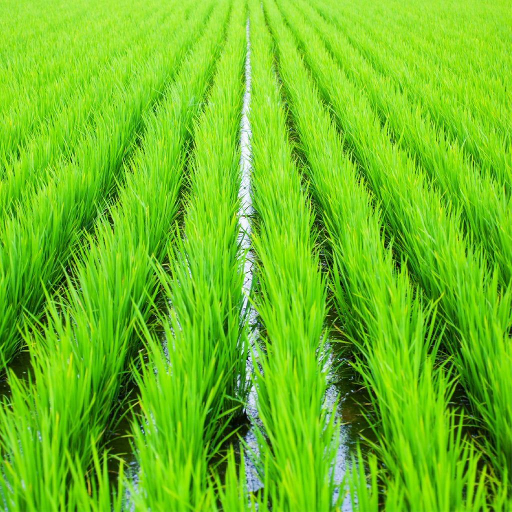 Yamagata-grown Yukiwakemaru rice harvested in Reiwa 7 has arrived.