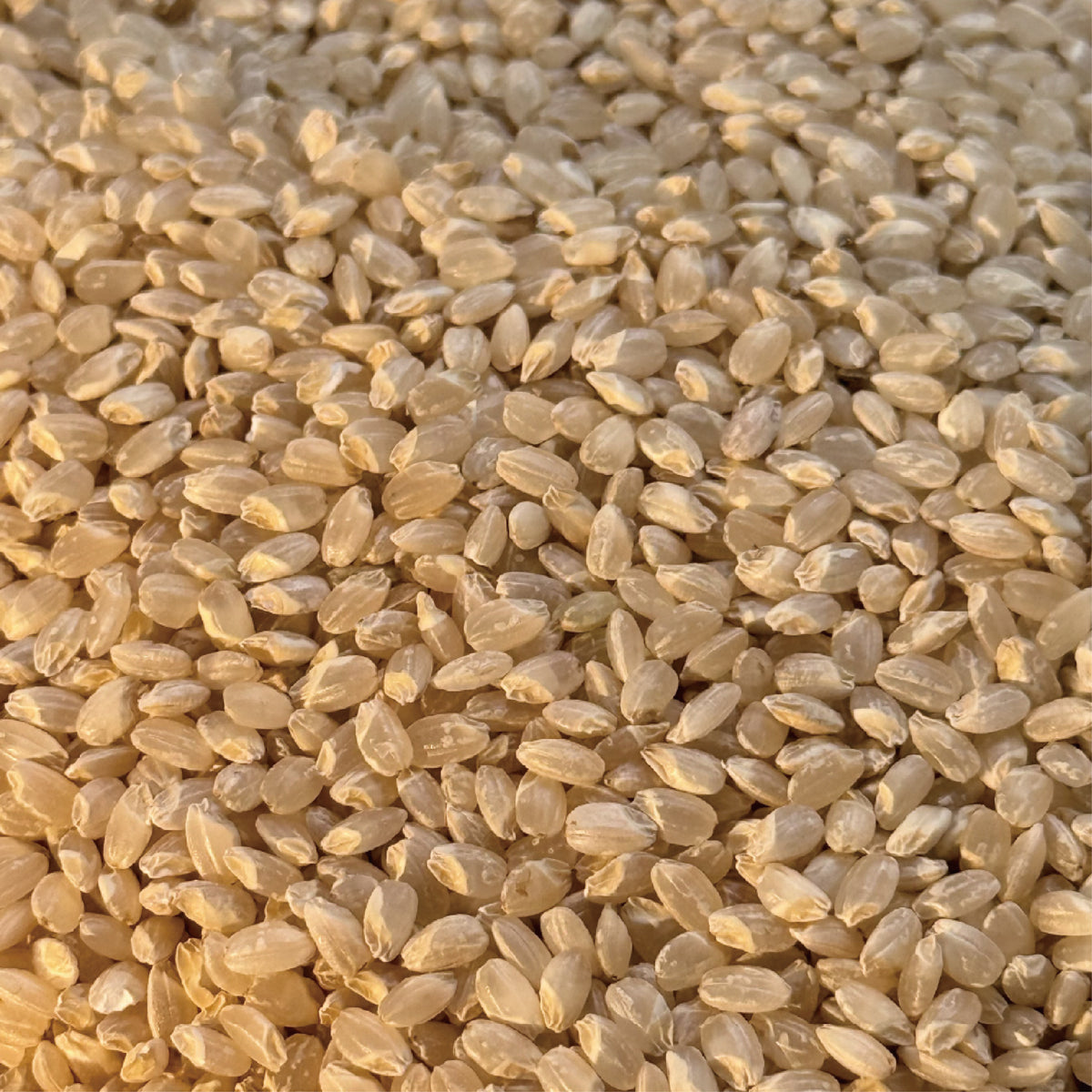 【Taipei Seimaijo】Organic Sacred Brown Rice Amazake Gift Box｜Non-alcoholic｜Known as "Drinkable IV Drip" in Japan