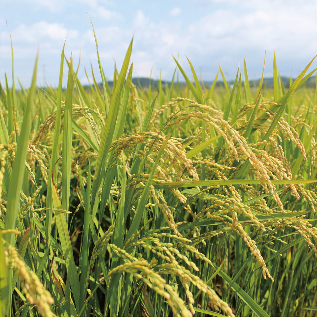 Yamagata-grown Yukiwakemaru rice harvested in Reiwa 7 has arrived.