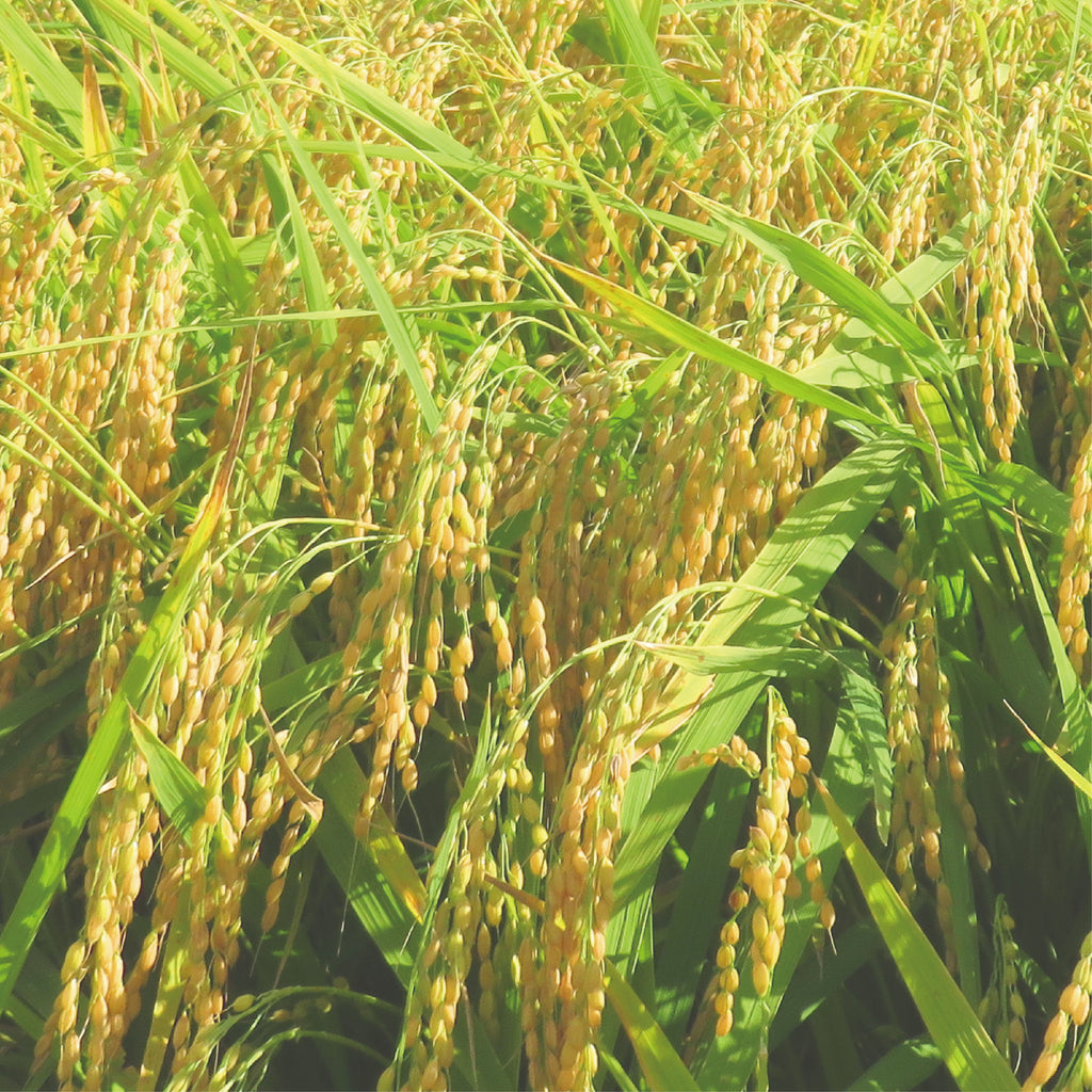 Yamagata-grown Yukiwakemaru rice harvested in Reiwa 7 has arrived.